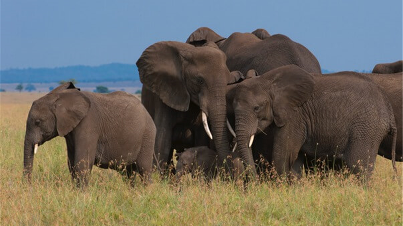 فیل های پارک سرنگتی