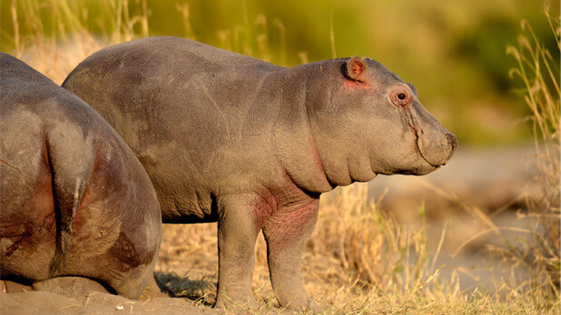 پارک سرنگتی