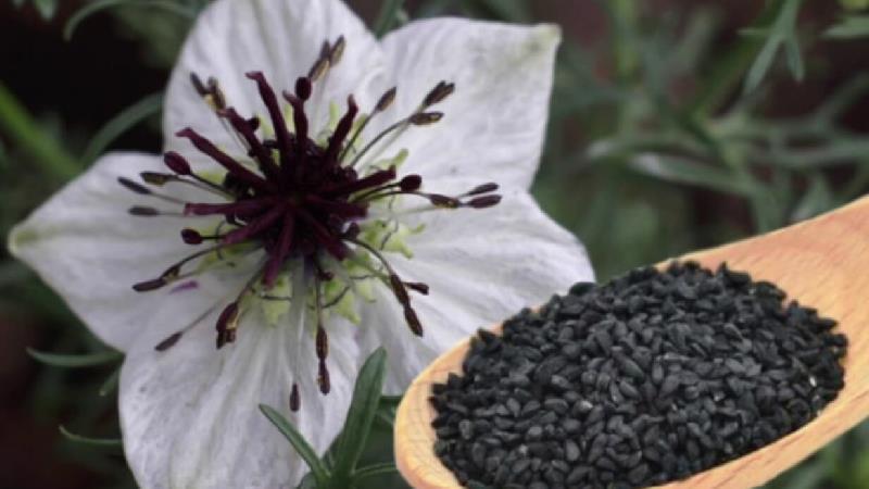 مضررات سیاه دانه 