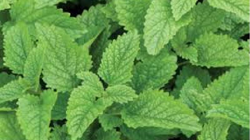 بادرنجبویه