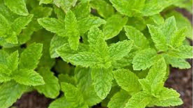 بادرنجبویه چیست