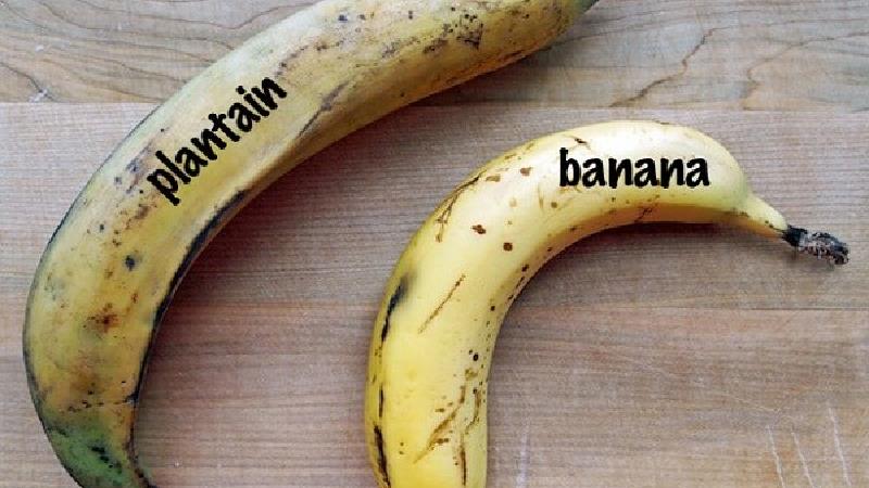 پلانتین چیست