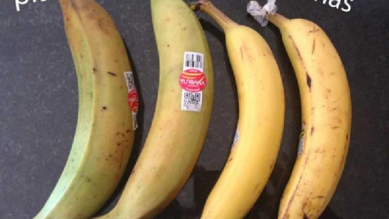 تفاوت پلانتین و موز