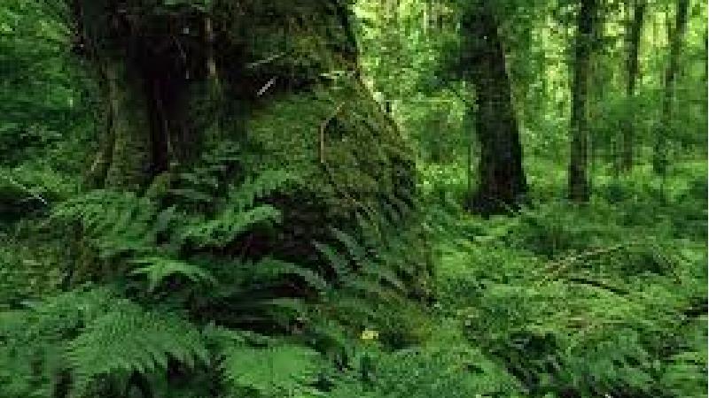 گزن چال کجاست