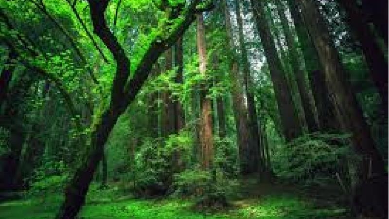 سفر به جنگل هیرکانی