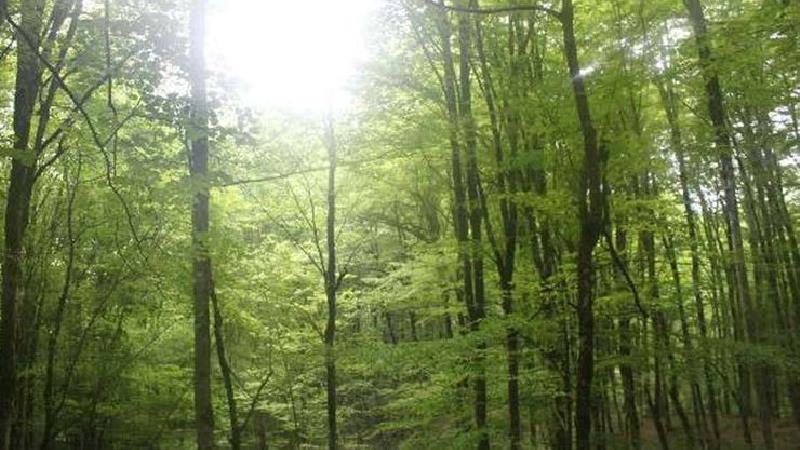 روستای گزن چال