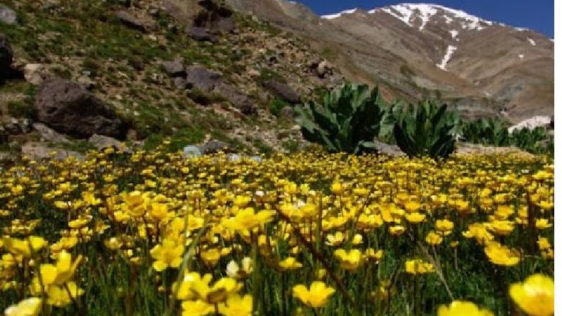 لاله های وحشی در روستای لالون