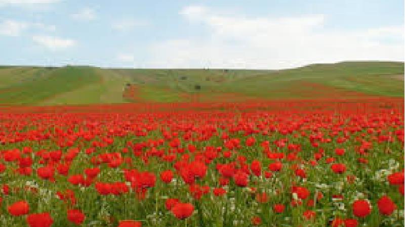 دشت کالپوش کجاست