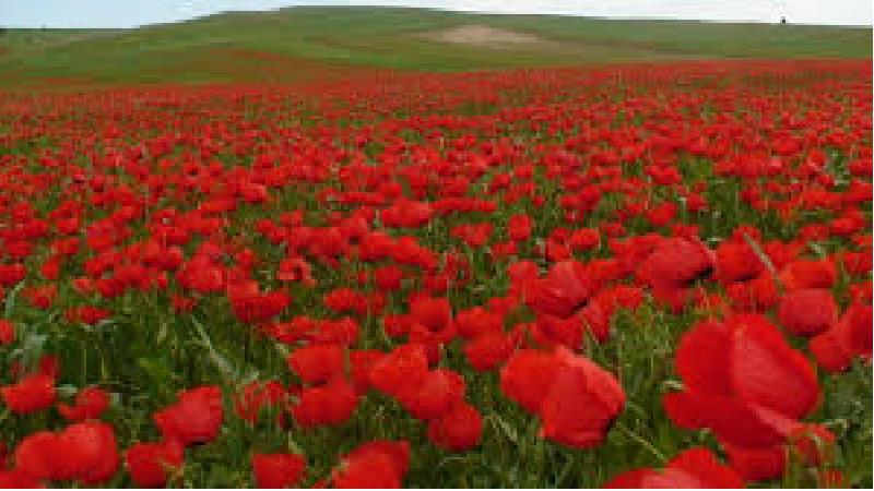 دشت شاقیق کالپوش