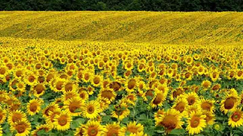 آفتابگردانهای دشت کالپوش