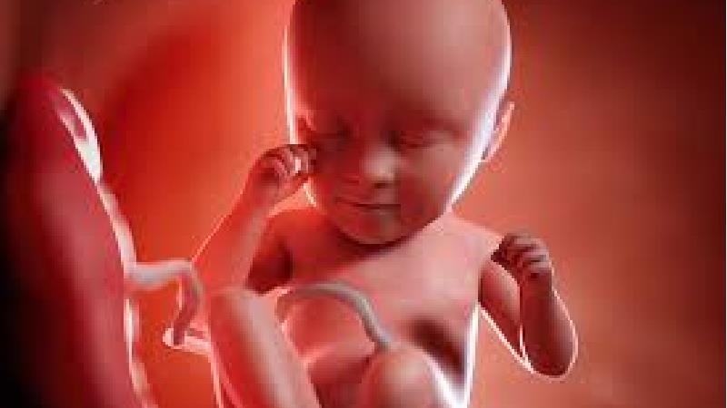 جفت قدامی چیست