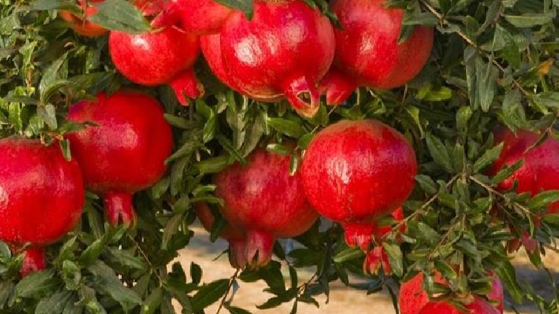 تاثیر انار بر آفت