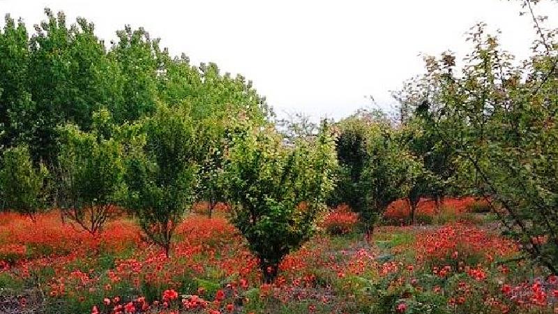 روستای اشپلا