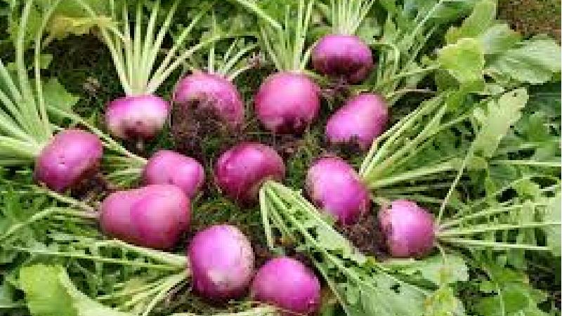 چطور بوی شلغم را از بین ببریم