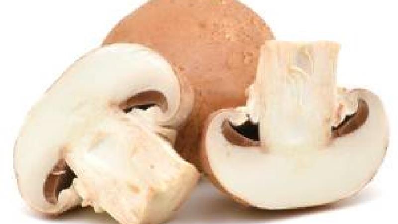 نگهداری از قارچ