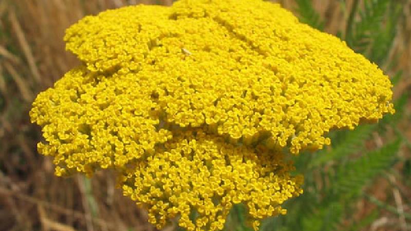 خواص بومادران