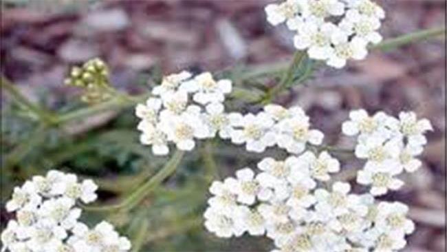 بومادران گل سفید