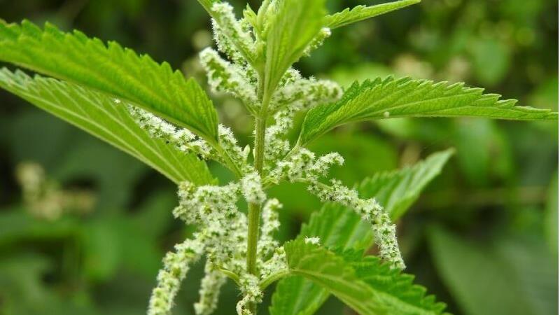 گزنه برای پوست و مو