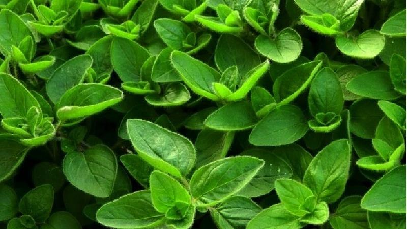 خواص مرزنجوش برای بدن