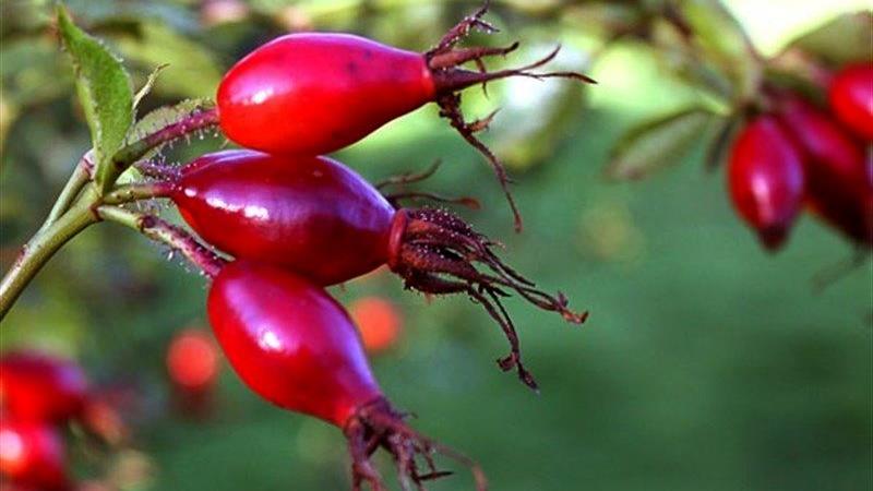 مربای گل نسترن