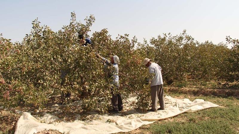 منطقه پیرخوشاب