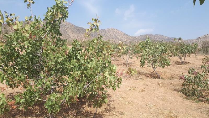 پسته در پیر خوشاب