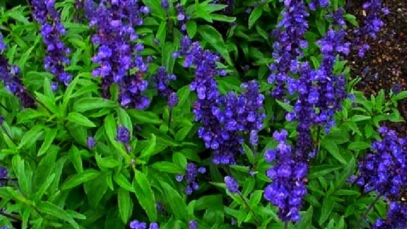 خواص مریم گلی