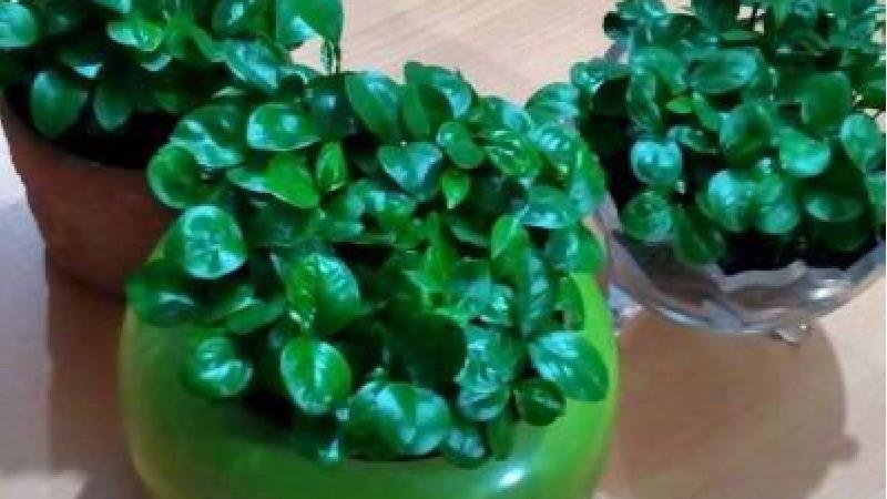 سبزه با هسته پرتقال