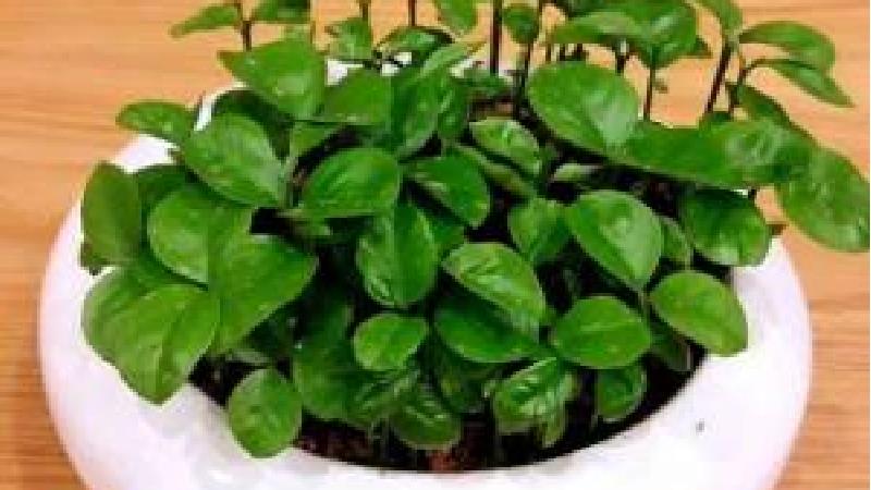روش کاشت سبزه با هسته مرکبات