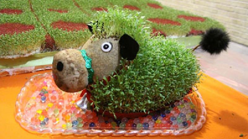 سبزه به شکل گاو