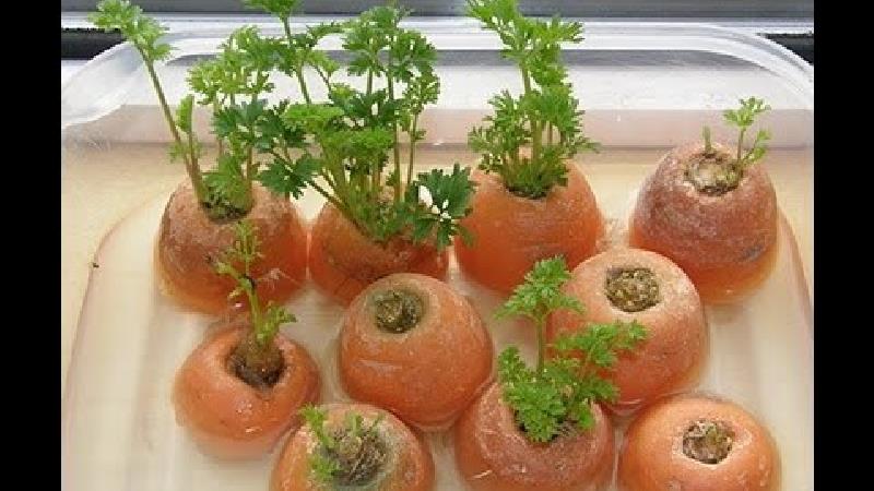 سبزه هویج