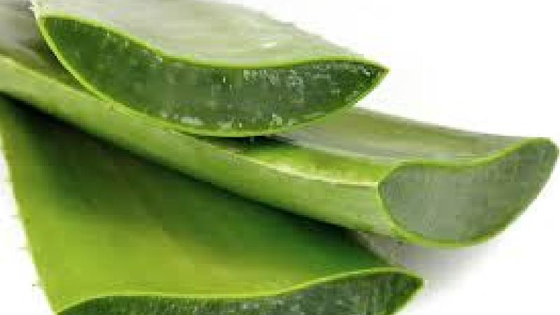 آلوئه ورا