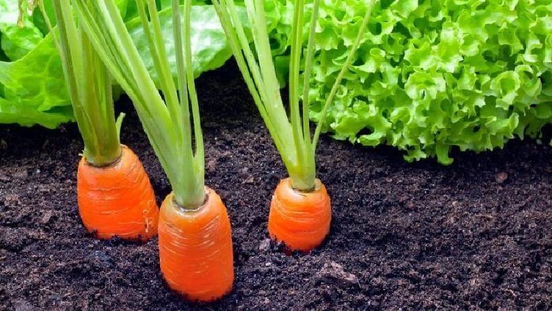 کروتنوئید چه فوایدی دارد