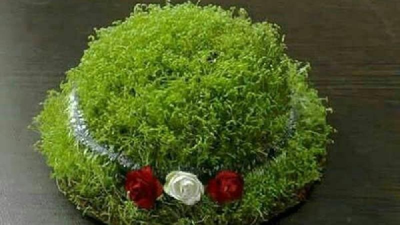 سبزه عدس پرپشت