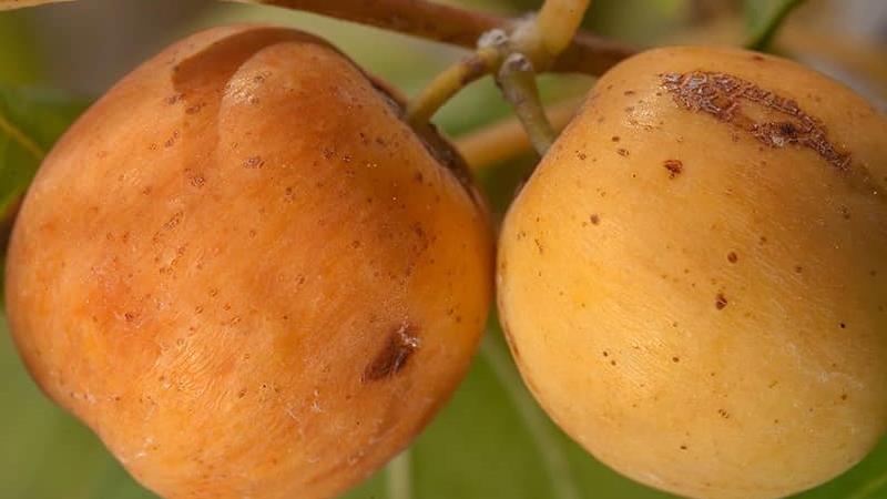 خواص میوه کنار