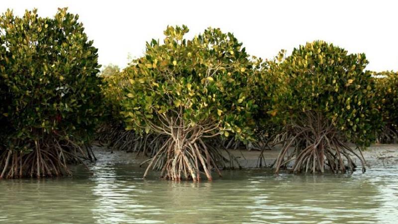 جنگل حرا قشم