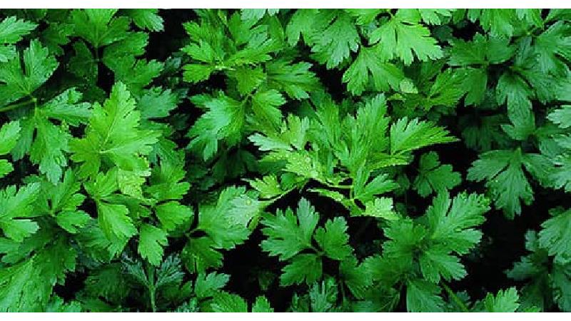 خواص جعفری برای لاغری