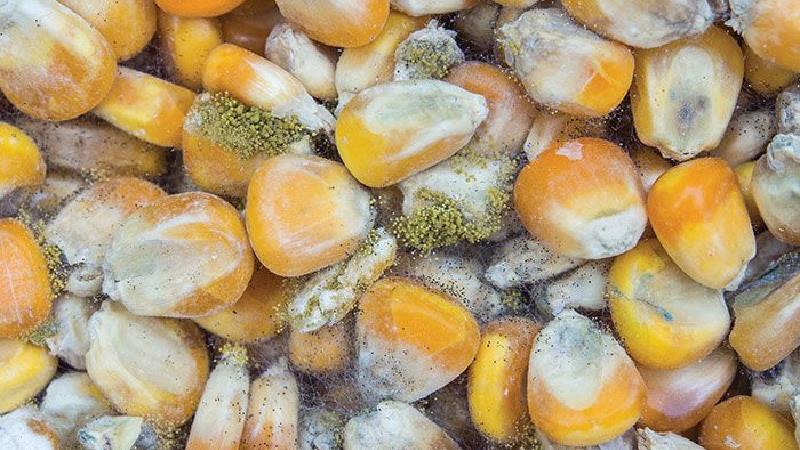 آفلاتوکسین در لبنیات چقدر است 