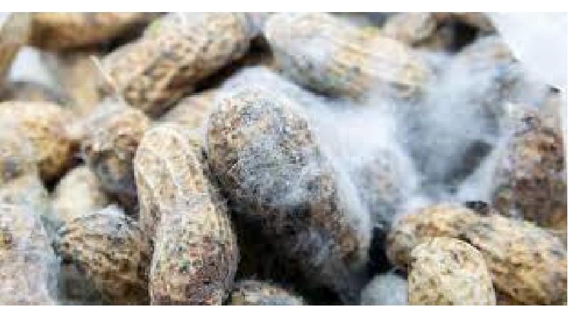 آفلاتوکسین