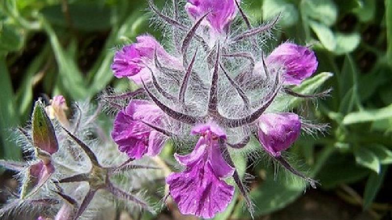 چای کوهی چه خواصی دارد