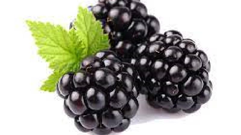 خواص توت سیاه برای لاغری