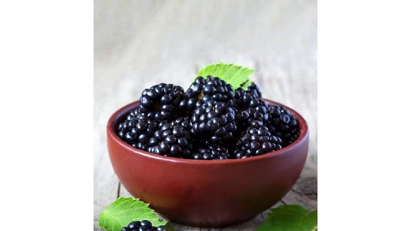 توت سیاه در بارداری