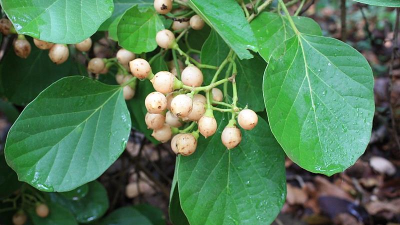 طرز تهیه دم نوش سه پستان