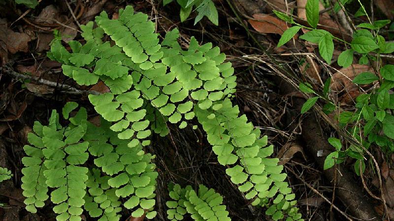 خواص پرسیاوشان برای کرونا