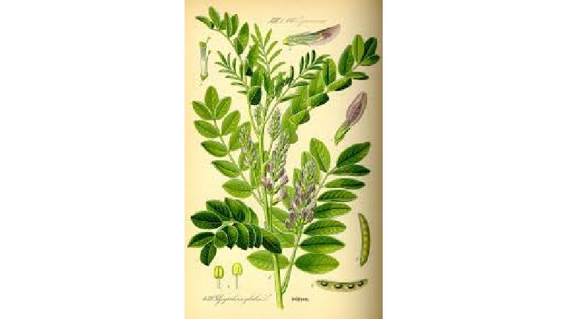 شیرین بیان برای معده