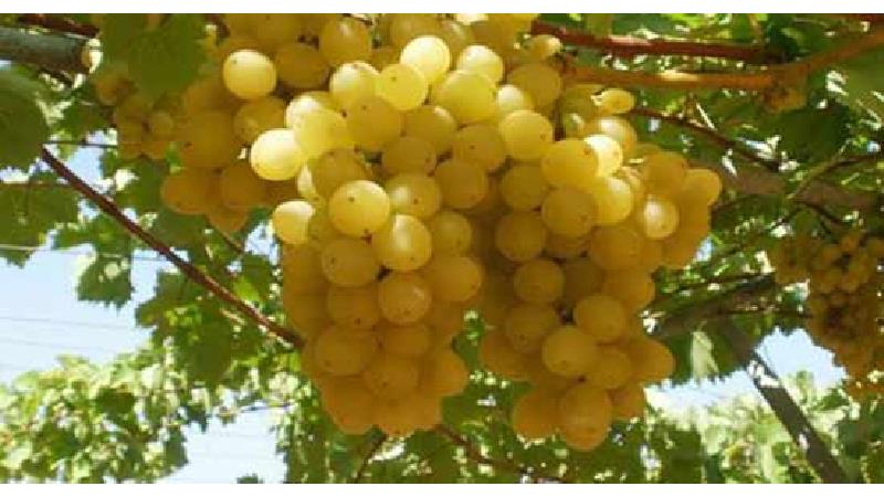 انگور برای لاغری