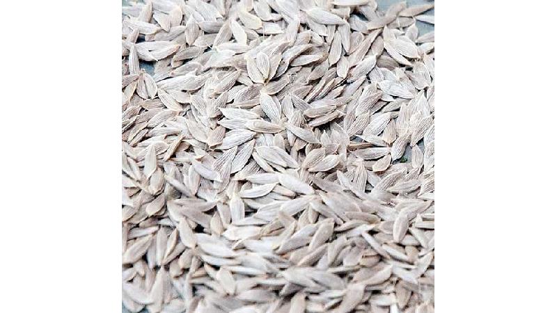 خواص تخم کاهو