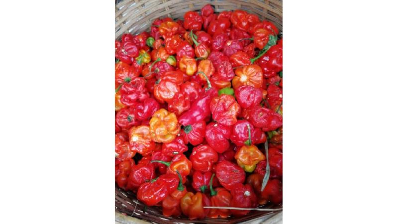 مضرات فلفل شیرین