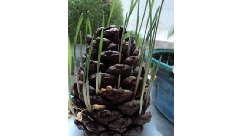 کاشت سبزه در کاج