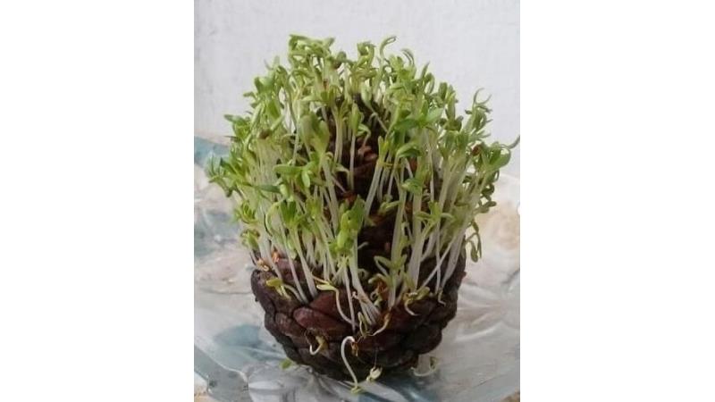 مراحل یبز کردن سبزه در کاج